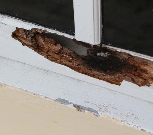 Houtrotbehandeling en schilderwerk is één van de vele onderhoudswerkzaamheden die wij verrichten.